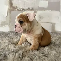 Male, Fawn and White, a male English Bulldog for sale in Houston, TX – Photo 3 of 7