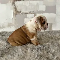 Male, Fawn and White, a male English Bulldog for sale in Houston, TX – Photo 7 of 7