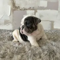 Male, Blue and White, a male English Bulldog for sale in Houston, TX – Photo 6 of 8