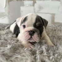 Male, Blue and White, a male English Bulldog for sale in Houston, TX – Photo 3 of 8