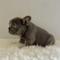 Male, Blue and Tan, a male French Bulldog for sale in Houston, TX – Photo 6 of 6