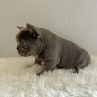 Male, Blue and Tan, a male French Bulldog for sale in Houston, TX – Photo 3 of 6