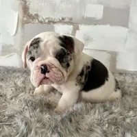 Female, Black Tri Merle, a female English Bulldog for sale in Houston, TX – Photo 3 of 8