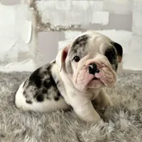 Female, Black Tri Merle, a female English Bulldog for sale in Houston, TX – Photo 1 of 8
