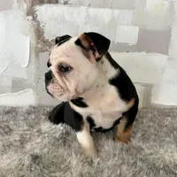 Female, Black Tri, a female English Bulldog for sale in Houston, TX – Photo 4 of 6