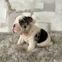 Female, Black Tri Merle, a female English Bulldog for sale in Houston, TX – Photo 6 of 8