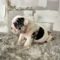 Female, Black Tri Merle, a female English Bulldog for sale in Houston, TX – Photo 4 of 8