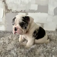 Female, Black Tri Merle, a female English Bulldog for sale in Houston, TX – Photo 8 of 8