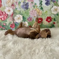 Female, Choco and Tan, a female English Bulldog for sale in Houston, TX – Photo 2 of 6