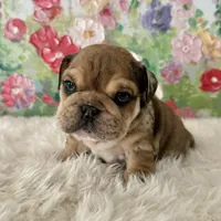 Male, Merle, a male English Bulldog for sale in Houston, TX – Photo 3 of 7