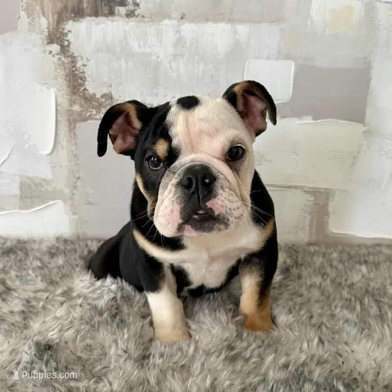 Female, Black Tri, a female English Bulldog for sale in Houston, TX – Photo 1 of 6