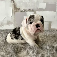 Female, Black Tri Merle, a female English Bulldog for sale in Houston, TX – Photo 7 of 8