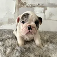 Female, Black Tri Merle, a female English Bulldog for sale in Houston, TX – Photo 5 of 8