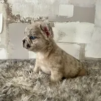 Male, Merle, a male French Bulldog for sale in Houston, TX – Photo 8 of 9