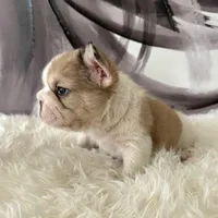 Male, Fluffy Big Rope, a male French Bulldog for sale in Houston, TX – Photo 3 of 6