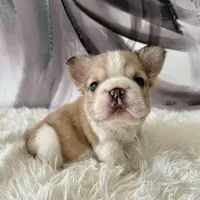 Male, Fluffy Big Rope, a male French Bulldog for sale in Houston, TX – Photo 6 of 6