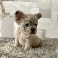 Male, Merle, a male French Bulldog for sale in Houston, TX – Photo 6 of 9