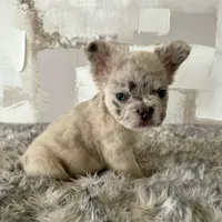 Male, Merle, a male French Bulldog for sale in Houston, TX – Photo 1 of 8