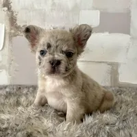 Male, Merle, a male French Bulldog for sale in Houston, TX – Photo 9 of 9