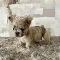 Male, Merle, a male French Bulldog for sale in Houston, TX – Photo 8 of 8