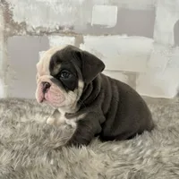 Female, Blue Tri, a female English Bulldog for sale in Houston, TX – Photo 7 of 7