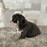 Female, Blue Tri, a female English Bulldog for sale in Houston, TX – Photo 2 of 7