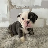 Female, Blue Tri, a female English Bulldog for sale in Houston, TX – Photo 4 of 7