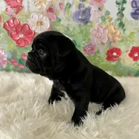 Female, Black Full Suit, a female English Bulldog for sale in Houston, TX – Photo 3 of 7