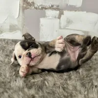 Female, Blue Tri, a female English Bulldog for sale in Houston, TX – Photo 5 of 7