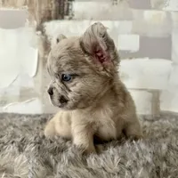 Male, Merle, a male French Bulldog for sale in Houston, TX – Photo 4 of 8