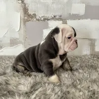 Female, Blue Tri, a female English Bulldog for sale in Houston, TX – Photo 3 of 7