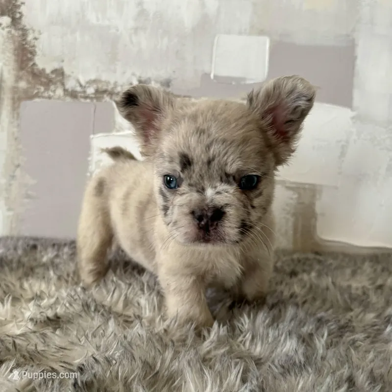 Male, Merle, a male French Bulldog for sale in Houston, TX – Photo 1 of 8