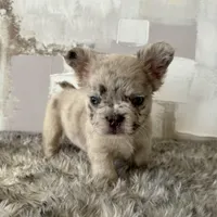 Male, Merle, a male French Bulldog for sale in Houston, TX – Photo 1 of 8