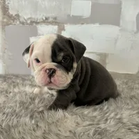 Female, Blue Tri, a female English Bulldog for sale in Houston, TX – Photo 6 of 7