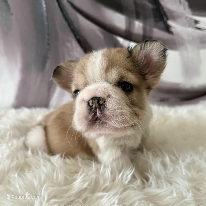 Male, Fluffy Big Rope