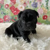 Female, Black Full Suit, a female English Bulldog for sale in Houston, TX – Photo 4 of 7