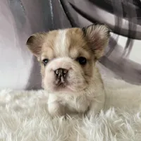 Male, Fluffy Big Rope, a male French Bulldog for sale in Houston, TX – Photo 3 of 7