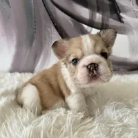 Male, Fluffy Big Rope, a male French Bulldog for sale in Houston, TX – Photo 4 of 7