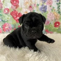 Female, Black Full Suit, a female English Bulldog for sale in Houston, TX – Photo 1 of 7
