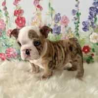 processed/72fa224e-998f-4417-9ef0-ef86a340a47c/listing/286adef8-6518-4108-9f3e-693d50b85a9c/215f8055-9c43-46aa-b1a9-9491dd149a94