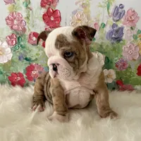 processed/72fa224e-998f-4417-9ef0-ef86a340a47c/listing/286adef8-6518-4108-9f3e-693d50b85a9c/34b726ab-0188-4ad4-8204-bfe516b93c79