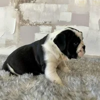Male, Black Tri, a male English Bulldog for sale in Houston, TX – Photo 4 of 7