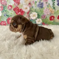 Female, Choco and Tan, a female English Bulldog for sale in Houston, TX – Photo 6 of 6