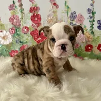 processed/72fa224e-998f-4417-9ef0-ef86a340a47c/listing/286adef8-6518-4108-9f3e-693d50b85a9c/5b4496e0-871b-418e-b3b5-64b90e9f1219