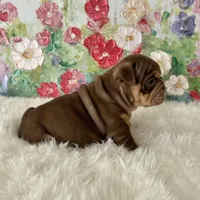 Female, Choco and Tan, a female English Bulldog for sale in Houston, TX – Photo 4 of 6