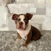 Male, Choco Tri, a male English Bulldog for sale in Houston, TX – Photo 5 of 6