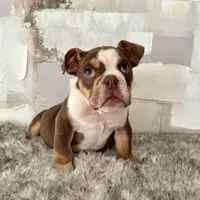 Male, Choco Tri, a male English Bulldog for sale in Houston, TX – Photo 6 of 6