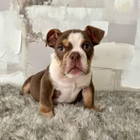 Male, Choco Tri, a male English Bulldog for sale in Houston, TX – Photo 1 of 6
