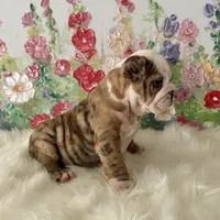 processed/72fa224e-998f-4417-9ef0-ef86a340a47c/listing/286adef8-6518-4108-9f3e-693d50b85a9c/d6c48ba8-b2fa-4e65-ad86-948741f87d6a