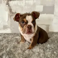 Male, Choco Tri, a male English Bulldog for sale in Houston, TX – Photo 3 of 6